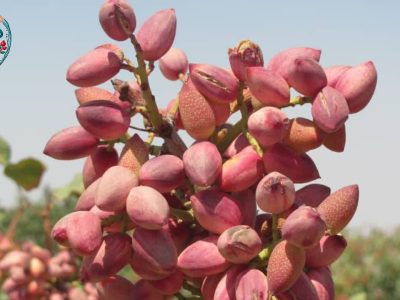 اجرای طرح آزمایش سازگاری ارقام نوین پسته در نی‌ریز