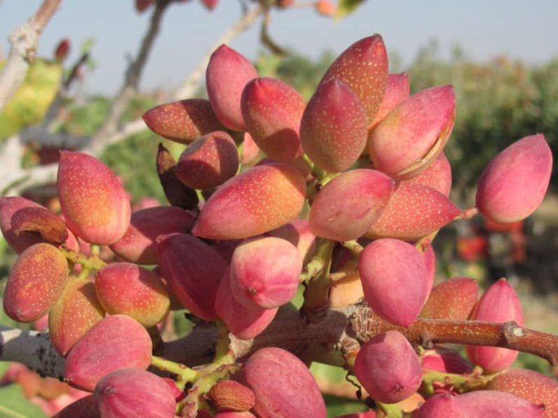 پایان برداشت پسته در نی‌ریز
